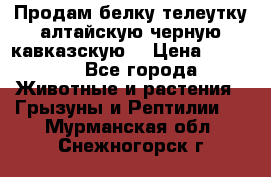 Продам белку телеутку алтайскую,черную кавказскую. › Цена ­ 5 000 - Все города Животные и растения » Грызуны и Рептилии   . Мурманская обл.,Снежногорск г.